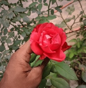 Ashu Namdev, 22, India