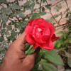 Ashu Namdev