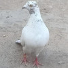 Kaddu