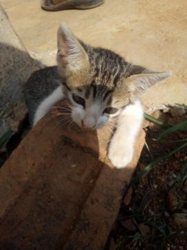 Aman Nayak, 18, India