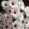 Sumit Kumar