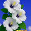 Surajit