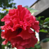 Bhavesh