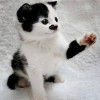 heil catler