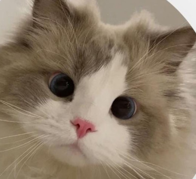 Muffin, 18, Singapore
