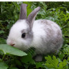 TheRabbit
