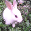 TheRabbit
