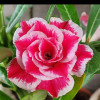 Vishal