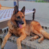 Gaurav