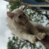 Krish