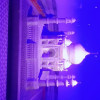 Sonu