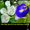 Satish Shimpane