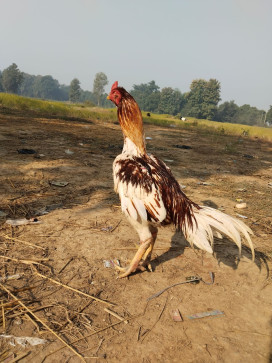 Salman, 20, India