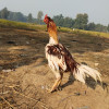Salman