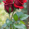Devesh Priyadarshi