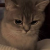 meoww