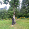 Azad Shahi