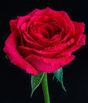 FAIZAN PATHAN, 27, India