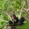 Pravin kumar