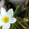 Ankit