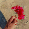 Deep sandhu
