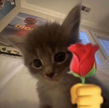 Aleeeee, 18, Romania