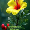 Rahul