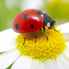 Birgit