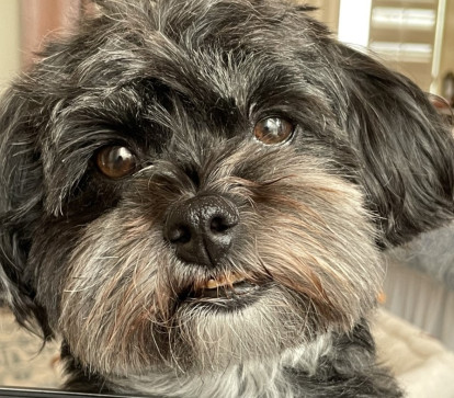 Chester, 61, United States