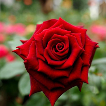 Ajay Kumar, 23, India