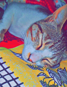 Sahil Khan, 21, India