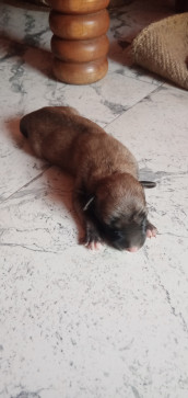 MrRL Dodamani, 23, India