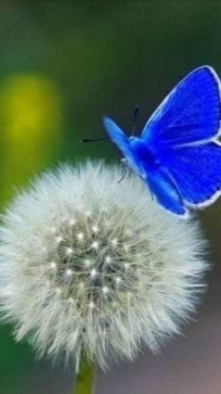 Aleksandar, 49, Serbia