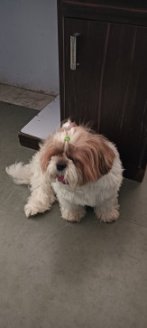 Saini Sunil, 18, India