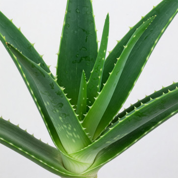 Test Chat, 27, India