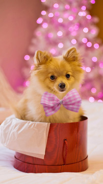 Sofiyan Shaikh, 18, India