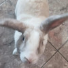 AndreJavier