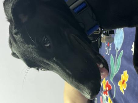 Anubhav Punetha, 35, India