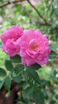 7359683409, 18, India