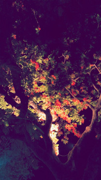 Jack Pearson, 19, India