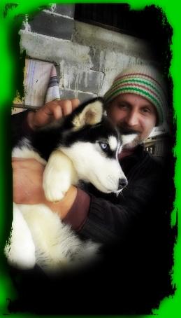 Wolf, 56, Serbia