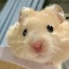 cien