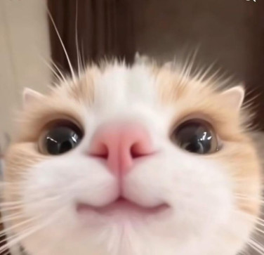 SubKitten, 18, Egypt