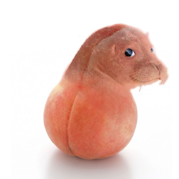 Ahleleleahlelas, 20, Ã…land Islands