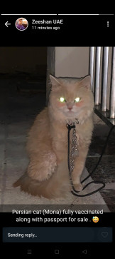 Bablo, 31, United Arab Emirates