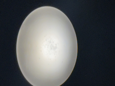 Elli, 21, United States