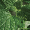Peppermint