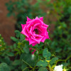 Sonu rajput