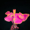 Shivam