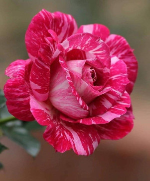 Dharmendra Tiwari, 40, India